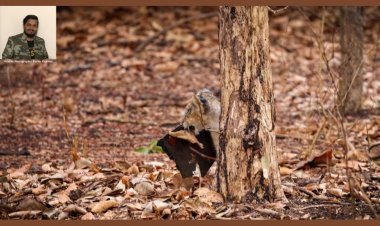 The Dangers of Plastic: A Lesson from Asiatic Lion Cubs By wildlife Photographer Karim Kadiwar