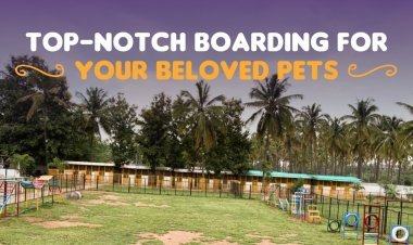 Chippi's Pet Boarding: Revolutionizing Pet Care and Dog Boarding in Bangalore